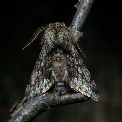 Apocheima hispidaria (drsnokřídlec dubový), Žebětín