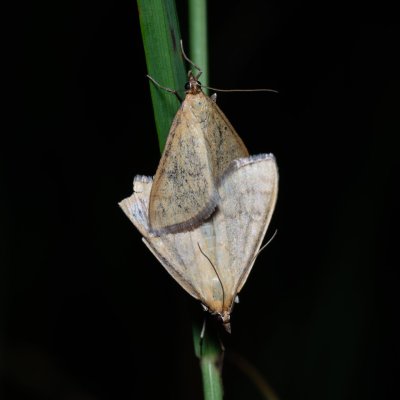 Mecyna flavalis (-), Havranické vřesoviště
