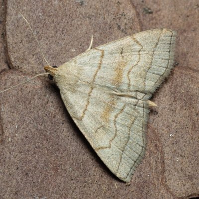 Herminia tarsicrinalis (žlutavka vějířová), Augšperský potok