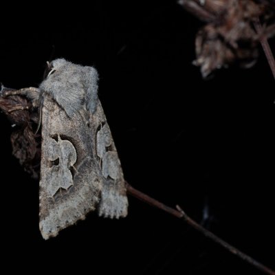 Perigrapha i-cinctum (můra ozdobná), PP Člupy