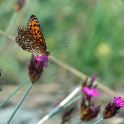 Melitaea trivia (hnědásek jižní), PR Svatý kopeček