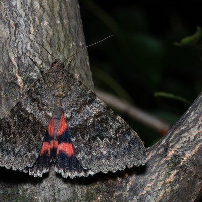 Catocala elocata (stužkonoska topolová), Bratčice