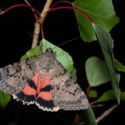 Catocala puerpera (stužkonoska vzácná), Bratčice