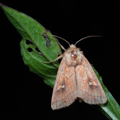 Mythimna conigera (plavokřídlec skořicový), Devět křížů