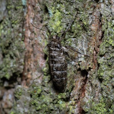 Agriopis leucophaearia (tmavoskvrnáč dubový), Žebětín