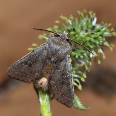 Orthosia populeti (jarnice topolová), Hády - odkaliště