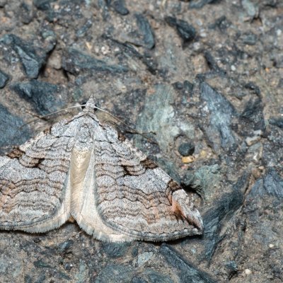 Aplocera plagiata (píďalka úhorová), Podkomorské lesy