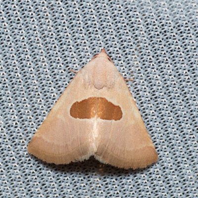 Calymma communimacula (světlopáska červcová), PP Na cvičišti