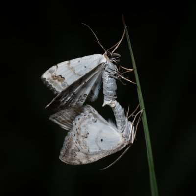 Scopula ornata (vlnopásník okrášlený), PR Kamenný vrch