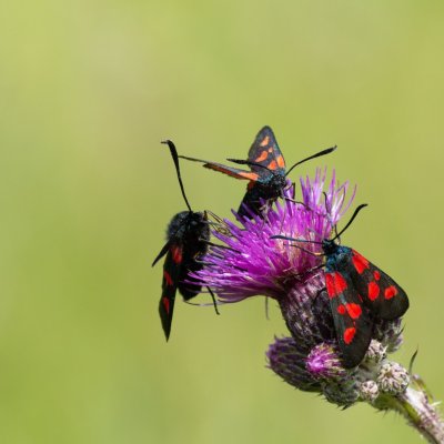 Zygaena viciae (vřetenuška komonicová), SK, Štôla