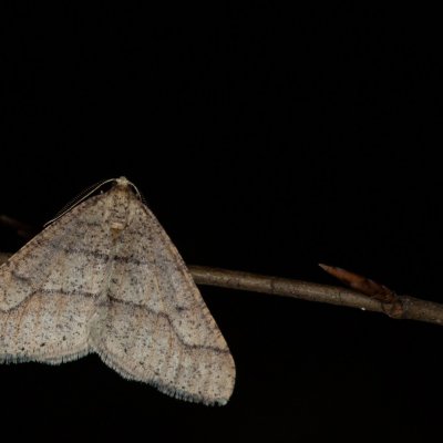 Agriopis marginaria (tmavoskvrnáč habrový), Žebětín