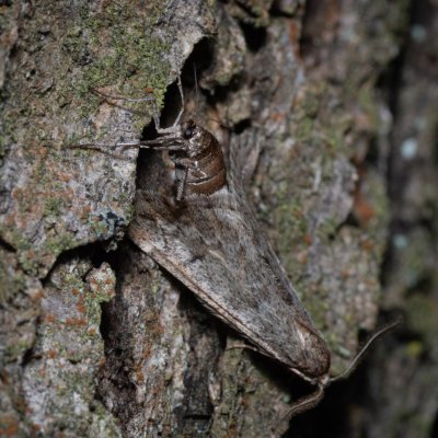 Alsophila aescularia (hedvábnice jarní), Žebětín