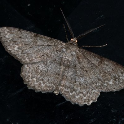 Hypomecis punctinalis (různorožec ovocný), Žebětín