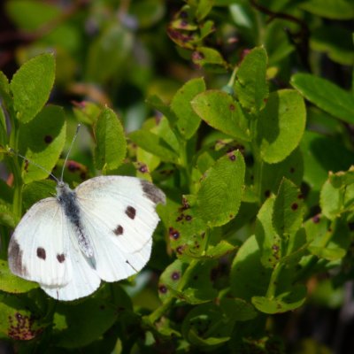 Pieris rapae (bělásek řepový), SK, NPR Važecká dolina, Tatry