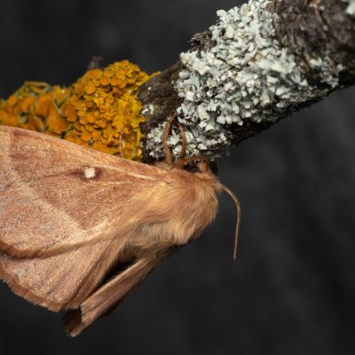 Lasiocampa trifolii (bourovec jetelový), PP Na cvičišti