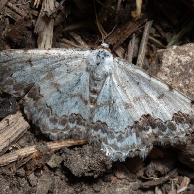 Scopula decorata (vlnopásník ozdobný), NPR Děvín