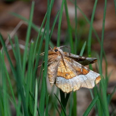 Selenia tetralunaria (zejkovec čtyřměsíčný), Kývalka