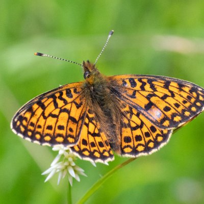 Boloria selene (perleťovec dvanáctitečný), IT, Aschbach, Jižní Tyrolsko