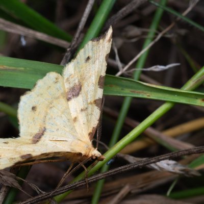 Therapis flavicaria (zejkovec žlutý), NPP Pouzdřanská step - Kolby