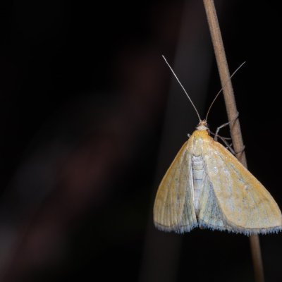 Mecyna flavalis (-), PP Na cvičišti