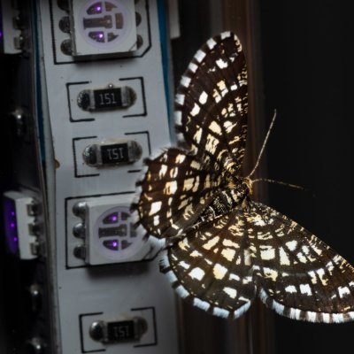 Chiasmia clathrata (kropenatec jetelový), IT, Kuens, Jižní Tyrolsko