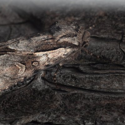 Chloantha hyperici (osenice třezalková), Kobylí