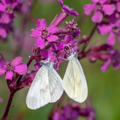 Leptidea juvernica/sinapis (bělásek luční/hrachorový), PR Kamenný vrch