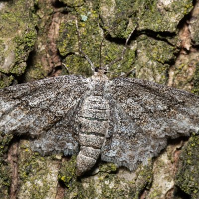 Ectropis crepuscularia (různorožec orlíčkový), Žebětín