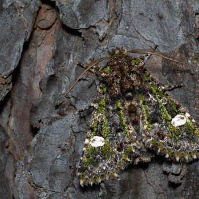 Valeria oleagina (pestroskvrnka březnová), PR Kamenný vrch
