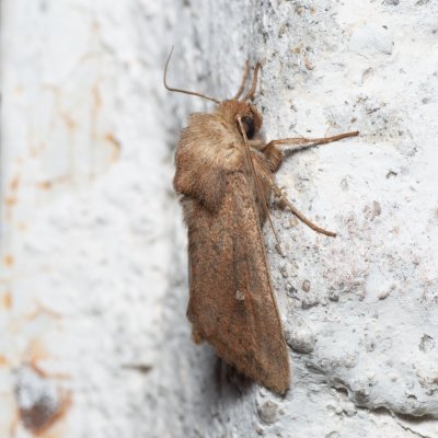 Mythimna albipuncta (plavokřídlec bělotečný), Lukovany