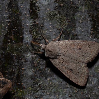 Xestia castanea (osenice borůvková), HR, Jablanac