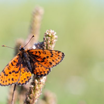 Melitaea didyma (hnědásek květelový), PP Černice