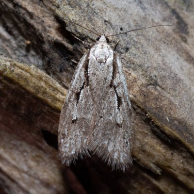 Semioscopis avellanella (plochuška lísková), Helenčina studánka