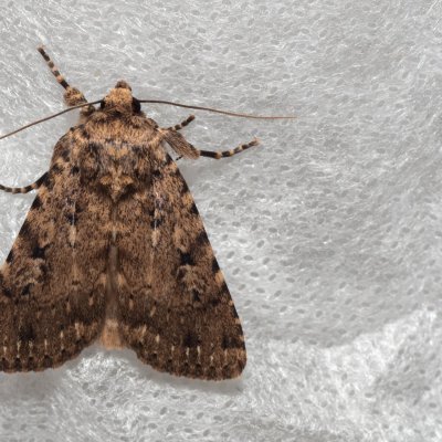 Amphipyra effusa (-), GR, Sokraki, Korfu