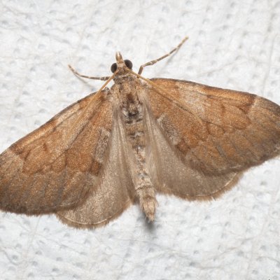 Thera obeliscata (píďalka sosnová), Augšperský potok