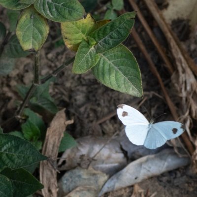 Leptosia nina (-), TH, Khao Sok