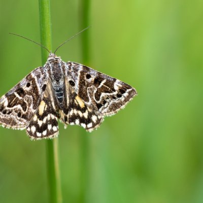 Euclidia mi (jetelovka menší), PR Kamenný vrch