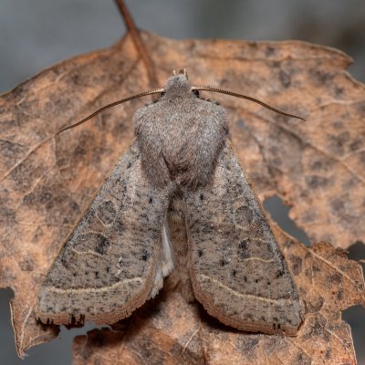 Orthosia gracilis (jarnice hladká), Hády - odkaliště