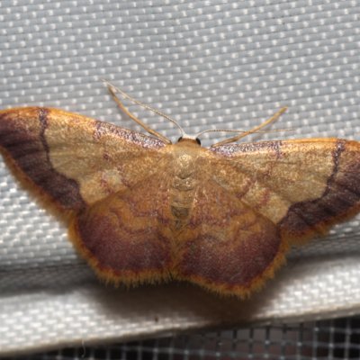 Idaea ostrinaria (-), GR, Makrata, Korfu