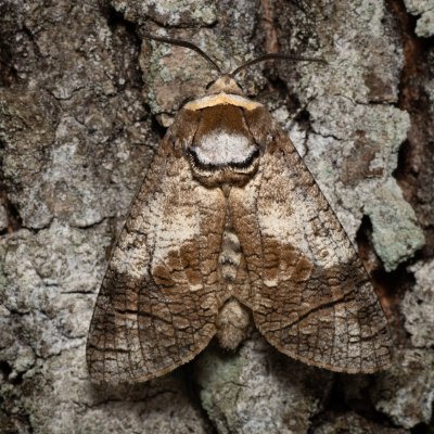 Cossus cossus (drvopleň obecný), Žebětín