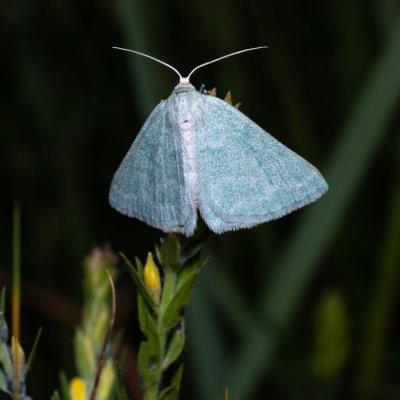 Pseudoterpna pruinata (zelenopláštník janovcový), Kývalka