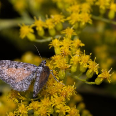 Eupithecia icterata (píďalička vratičová), PP Černice