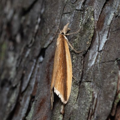 Donacaula mucronella (travařík lemovaný), NPR Radostínské rašeliniště