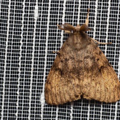 Lymantria dispar (bekyně velkohlavá), PP Bobrava