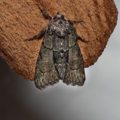 Cryphia fraudatricula (šípověnka černá), NPP Červený kopec