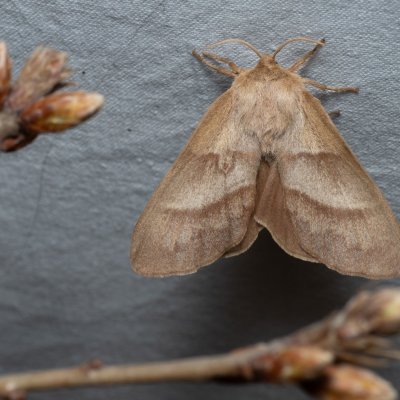 Macrothylacia rubi (bourovec ostružiníkový), PP Kavky