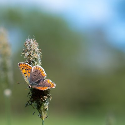 Lycaena tityrus (ohniváček černoskvrnný), PP Bobrava