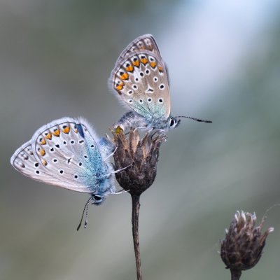 Polyommatus icarus (modrásek jehlicový), PR Svatý kopeček