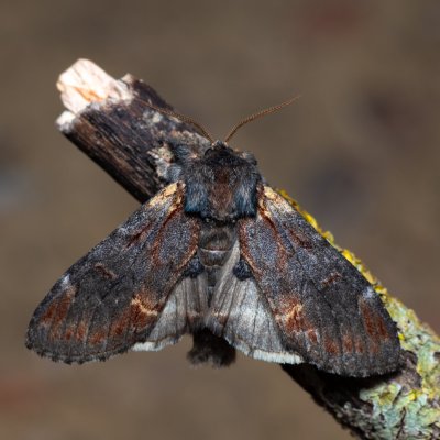 Notodonta dromedarius (hřbetozubec březový), NPP Červený kopec