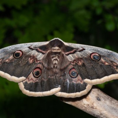 Saturnia pyri (martináč hrušňový), PR Kamenný vrch